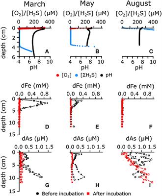 Cable Bacteria Activity Modulates Arsenic Release From Sediments in a Seasonally Hypoxic Marine Basin